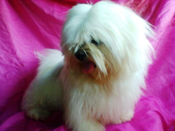 vende-se filhote de lhasa apso disponivel